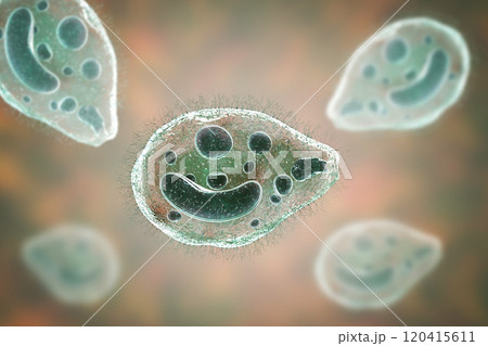Balantidium coli protozoan 120415611
