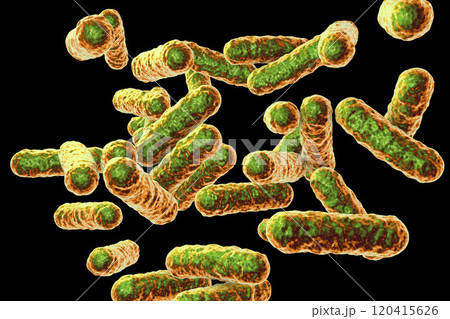 Bartonella quintana bacteria, the causative agent of trench fever Bartonella quintana bacteria, the causative agent of trench fever 120415626