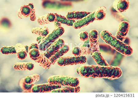 Bartonella quintana bacteria, the causative agent of trench fever Bartonella quintana bacteria, the causative agent of trench fever 120415631