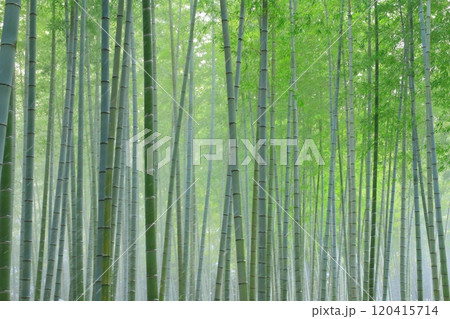 雪降る竹林(和イメージ・背景素材) 雪降る竹林(和イメージ・背景素材) 120415714