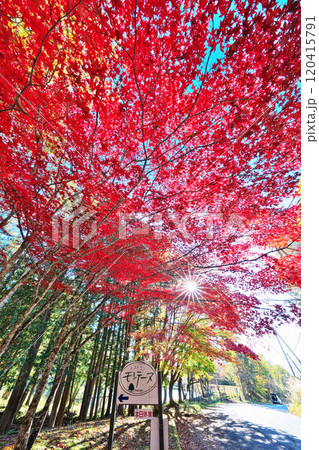 笹原ため池付近の紅葉 笹原ため池付近の紅葉 120415791