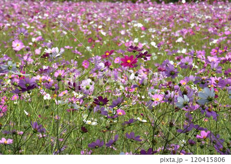 秋のコスモス畑に咲くピンク色の花 120415806
