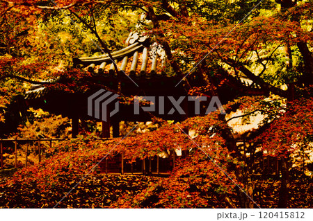 紅葉に包まれた岩国市紅葉谷の六角堂2024 120415812
