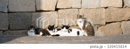 集まってくつろぐ猫 集まってくつろぐ猫 120415814