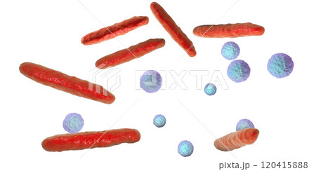 Rod-shaped and spherical bacteria Rod-shaped and spherical bacteria 120415888