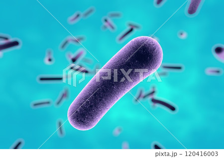 Rod shaped bacteria Rod shaped bacteria 120416003