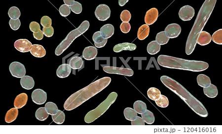 Bacteria of different shapes 120416016