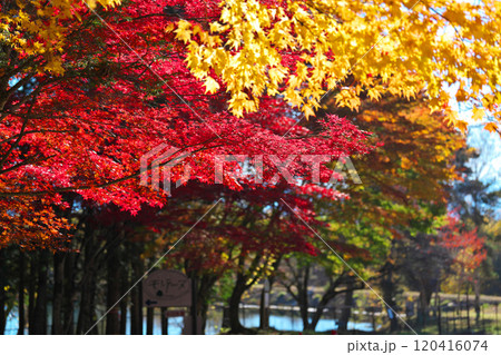 笹原ため池付近の紅葉 笹原ため池付近の紅葉 120416074