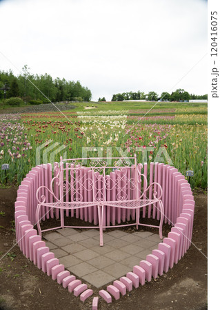 北海道札幌市滝野すずらん公園の花畑 120416075