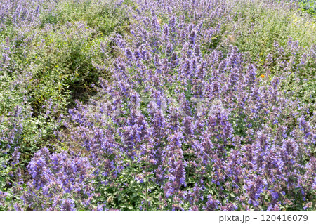 北海道札幌市滝野すずらん公園の花畑 120416079