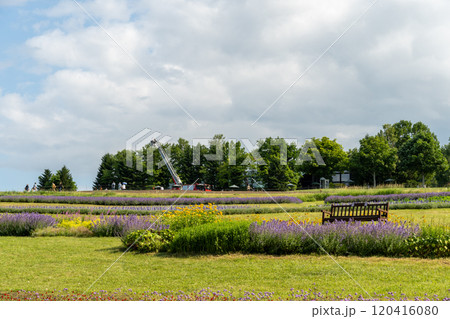 北海道札幌市滝野すずらん公園の花畑とベンチ 120416080