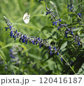 ラベンダーの花と蜜を吸う蝶 120416187