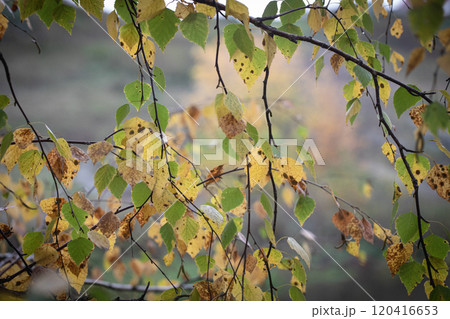 Beautiful autumn forest natural background with yellow and green birch leaves, soft focus. Beautiful autumn forest natural background with yellow and green birch leaves, soft focus. 120416653