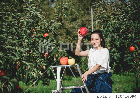 りんご園でりんごを収穫する女性 120416994