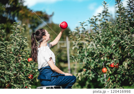 りんご園でりんごを収穫する女性 120416998