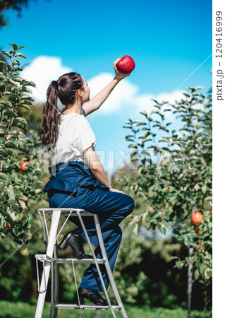 りんご園でりんごを収穫する女性 120416999