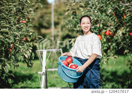 りんご園でりんごを収穫する女性 120417017