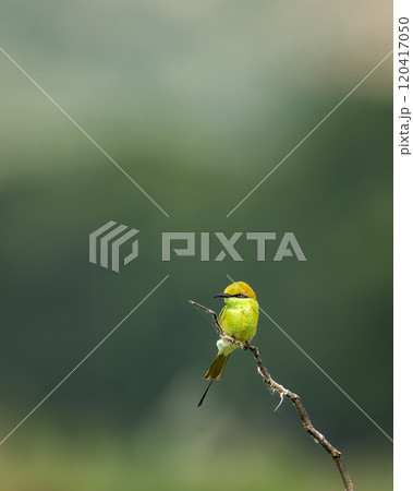 Green bee eater or Merops orientalis bird perched on branch in natural green background in safari at keoladeo national park forest or bharatpur bird sanctuary rajasthan india asia Green bee eater or Merops orientalis bird perched on branch in natural green background in safari at keoladeo national park forest or bharatpur bird sanctuary rajasthan india asia 120417050