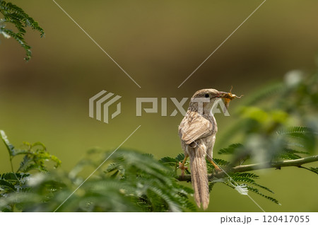 common babbler or Turdoides caudata closeup or portrait with insect in mouth killing or feeding in daylight natural green background at keoladeo national park bharatpur bird sanctuary rajasthan india 120417055