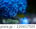 ひっそり佇む青い紫陽花 120417505