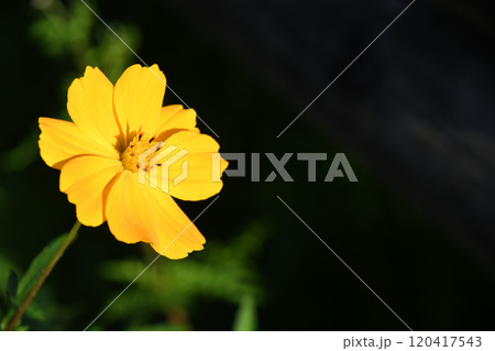 キバナコスモス（黄花秋桜） 120417543