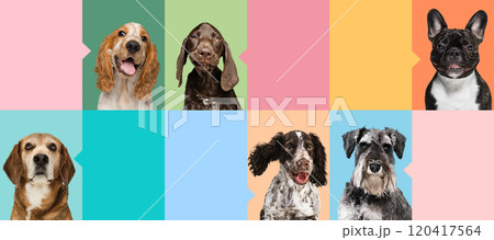 Multi-Dog collage of purebred Pug, Jack Russell, Bulldog, and Beagle against colorful, bold grids and speech bubbles. Multi-Dog collage of purebred Pug, Jack Russell, Bulldog, and Beagle against colorful, bold grids and speech bubbles. 120417564