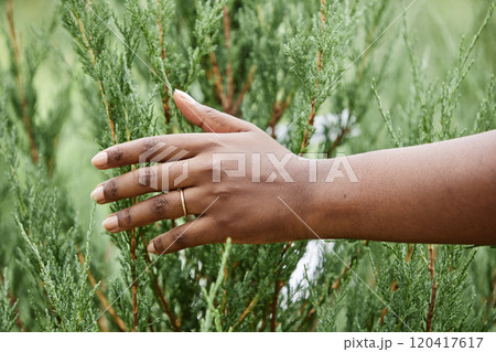 Side view closeup of unrecognizable African American woman gently stroking green arborvitae plants outdoors, copy space 120417617