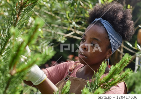 High angle portrait of young African American woman caring for fir trees and outdoor plants at garden center lit by sunlight, copy space 120417636