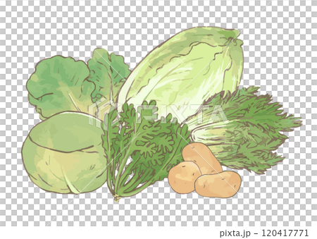 Vegetable assortment illustration set hand drawn_potato, chrysanthemum, Chinese cabbage, cabbage, lettuce, mizuna_white background 120417771