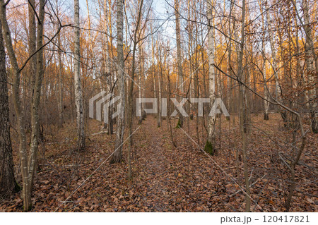 forest in autumn in the evening forest in autumn in the evening 120417821