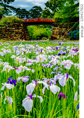 小田原城あじさい花菖蒲まつり 120417822