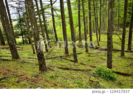 丹沢の袖平山山頂の新緑の唐松林 120417837