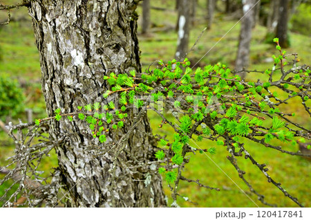丹沢の袖平山 カラマツの新葉 丹沢の袖平山 カラマツの新葉 120417841
