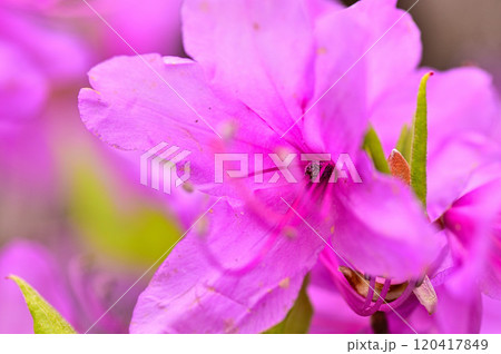 丹沢の姫次 ミツバツツジの花 丹沢の姫次 ミツバツツジの花 120417849