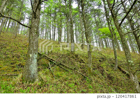丹沢の八丁坂ノ頭　新緑のカラマツ林 120417861