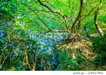 初秋の西平椿公園 アコウの木(天草のラピュタ) 熊本県天草市 初秋の西平椿公園 アコウの木(天草のラピュタ) 熊本県天草市 120417902