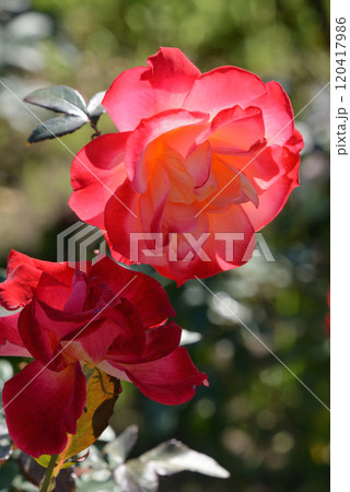 バラ(チャールストン) バラ(チャールストン) 120417986