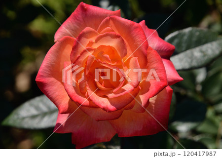 バラ(チャールストン) バラ(チャールストン) 120417987