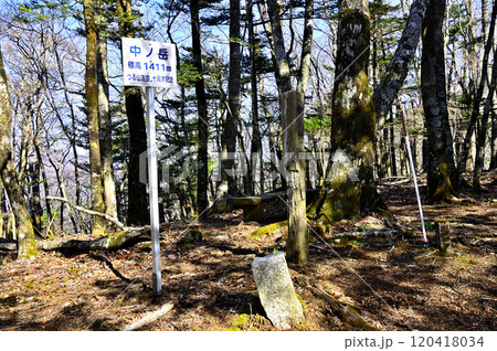 道志山塊の御正体山南尾根　森の中の中ノ岳山頂 120418034