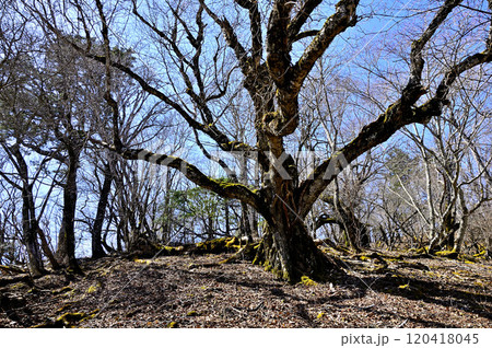 道志山塊の御正体山　御正体山北東尾根の大木 120418045
