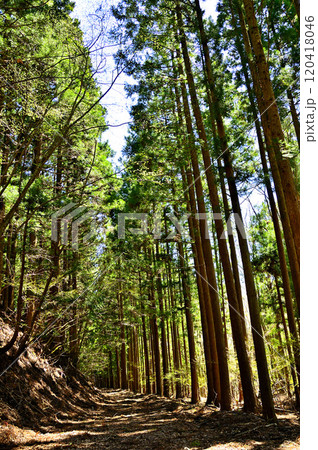 道志山塊の御正体山　白井平コースの御正体林道の杉林 120418046