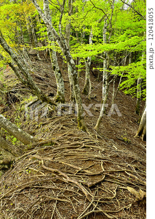 丹沢の袖平山 袖平山北尾根のバリエーションルートの尾根道 丹沢の袖平山 袖平山北尾根のバリエーションルートの尾根道 120418055