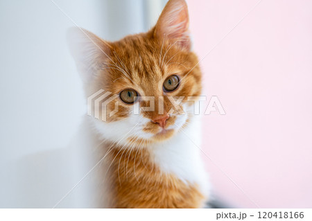 A ginger cat sits and looks at the camera while sitting on a window covered by a curtain. Pets. Pet care. Coziness and comfort indoors. 120418166