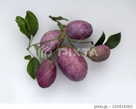 秋の味覚自然の甘み郁子 秋の味覚自然の甘み郁子 120418362