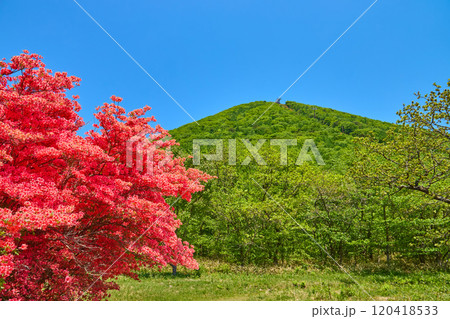春の群馬県高崎市の榛名公園付近からツツジと榛名富士を見る 春の群馬県高崎市の榛名公園付近からツツジと榛名富士を見る 120418533