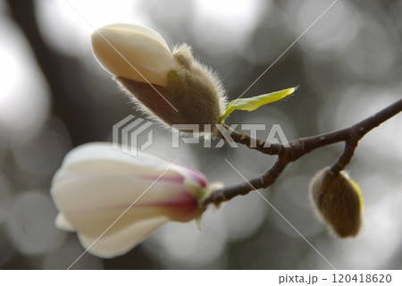 まだ肌寒い春頃暖かく春めいた中一気に咲きだす真っ白なコブシ2 120418620