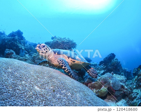 サンゴ礁の海をのんびり泳ぐウミガメ サンゴ礁の海をのんびり泳ぐウミガメ 120418680