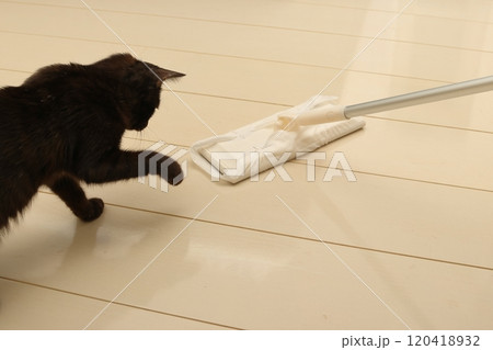 フローリングワイパーが気になる猫 120418932