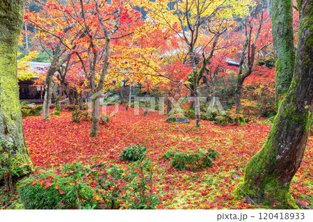 秋の圓光寺 秋の圓光寺 120418933