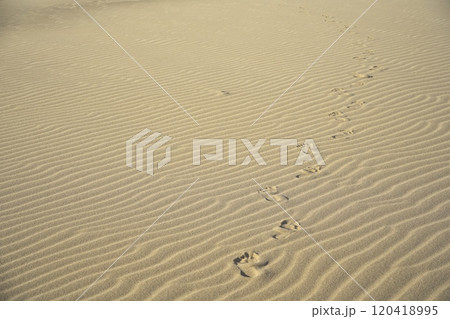 夏の鳥取県　鳥取砂丘　砂の風紋と裸足の足跡 120418995